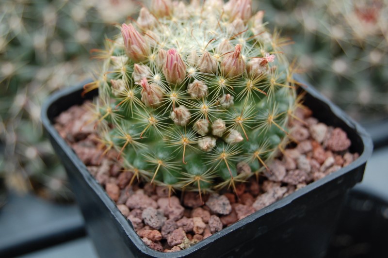 Mammillaria longiflora ssp. stampferi SB 495