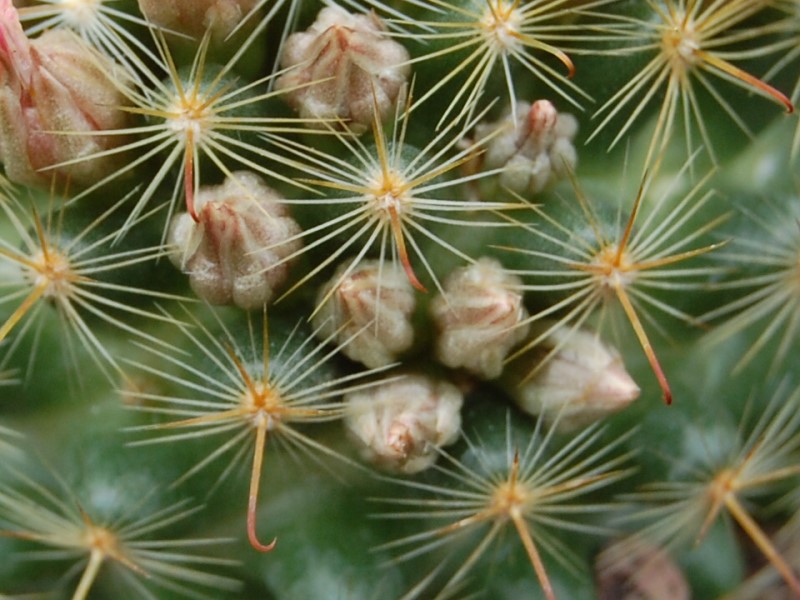 Mammillaria longiflora ssp. stampferi SB 495