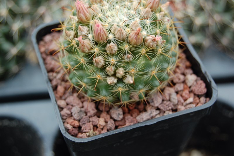 Mammillaria longiflora ssp. stampferi SB 495