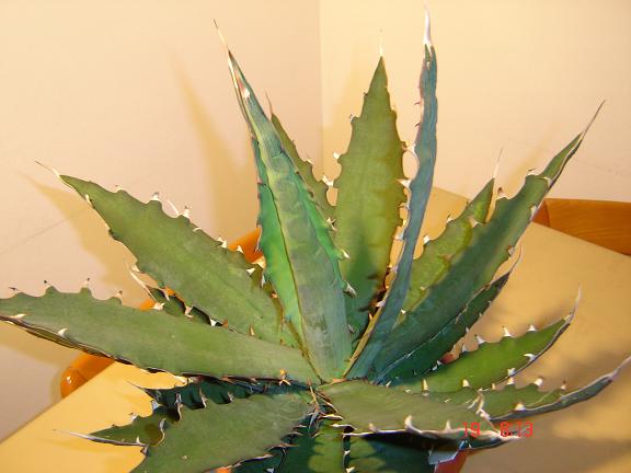 Agave avellanidens 