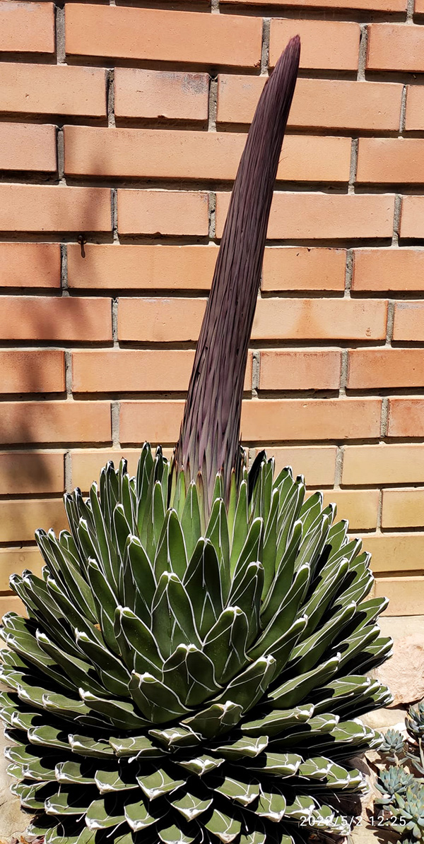 Agave victoriae-reginae 