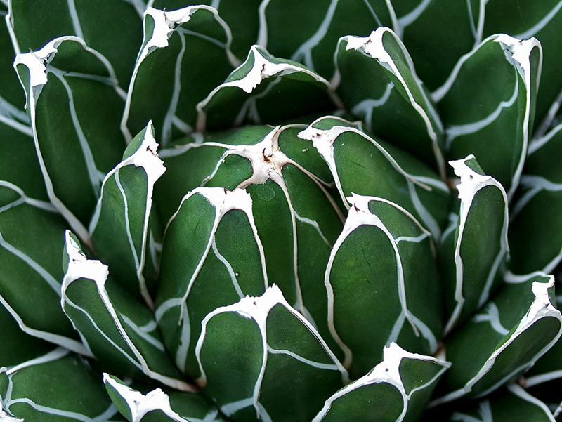 Agave victoriae-reginae 