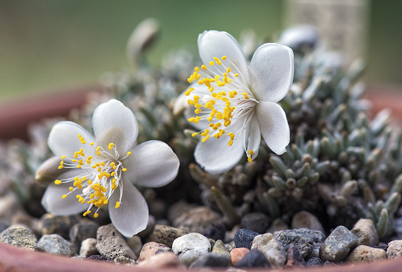 Avonia quinaria ssp. alstonii 