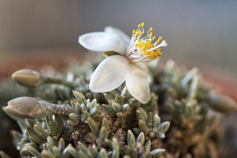 Avonia quinaria ssp. alstonii 