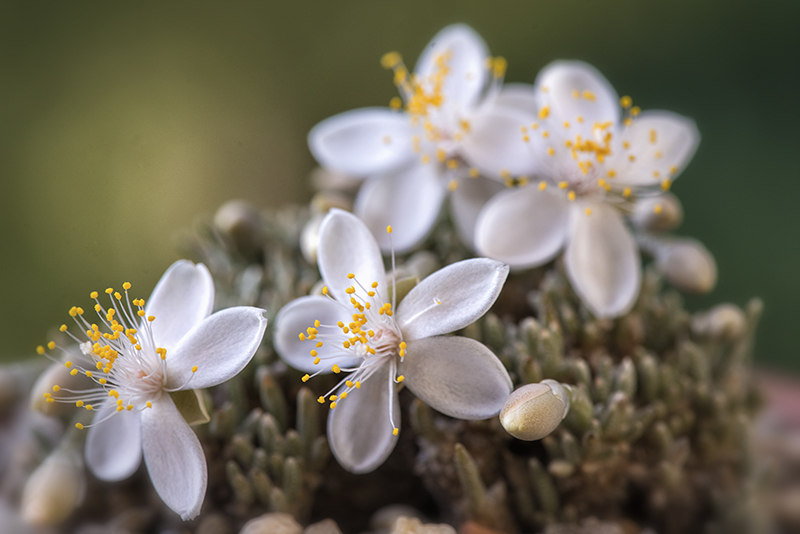 Avonia quinaria ssp. alstonii 