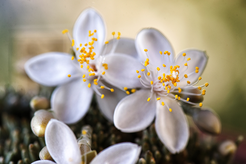 Avonia quinaria ssp. alstonii 