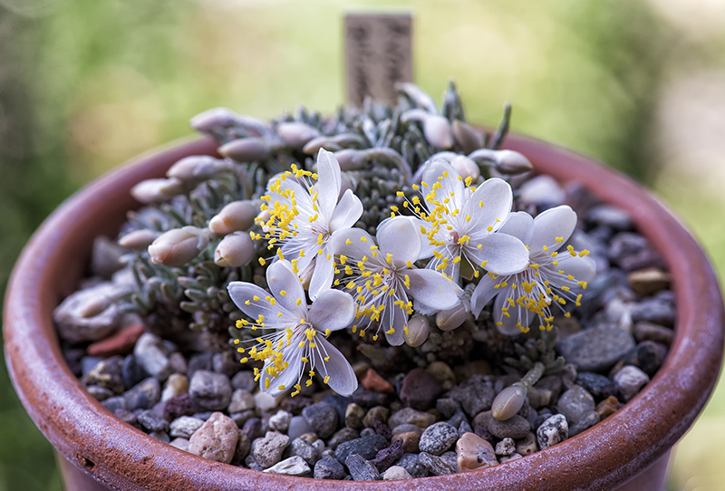 Avonia quinaria ssp. alstonii 