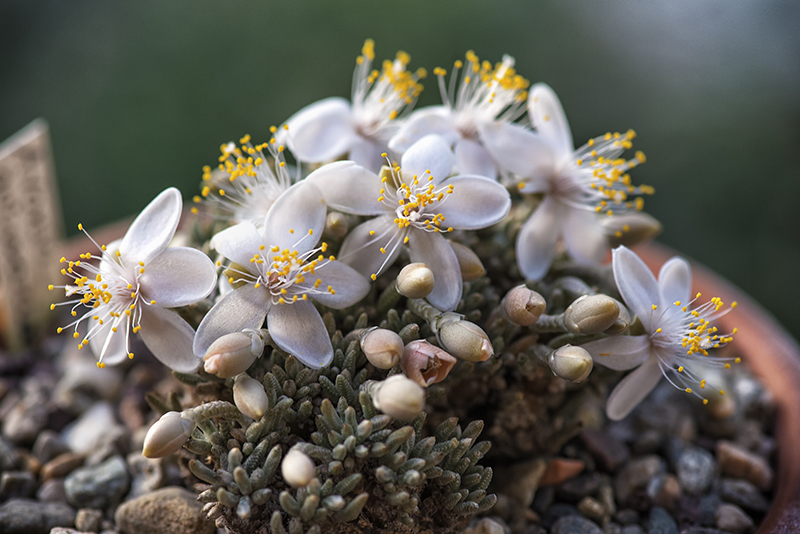 Avonia quinaria ssp. alstonii 