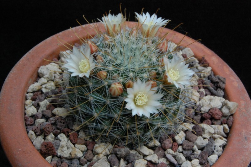 Mammillaria sinistrohamata AvZ 395