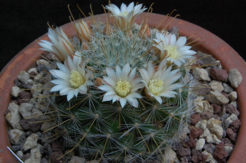 Mammillaria sinistrohamata AvZ 395