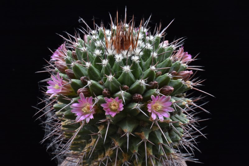 Mammillaria carnea AvZ 216