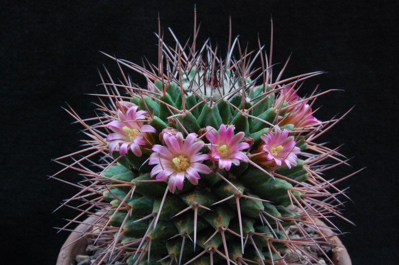 Mammillaria carnea AvZ 216
