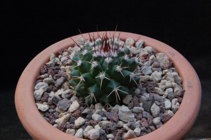 Mammillaria carnea AvZ 466