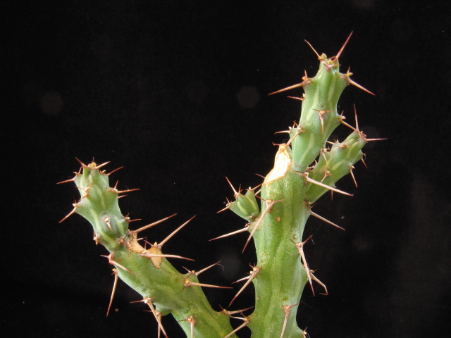 euphorbia awashensis