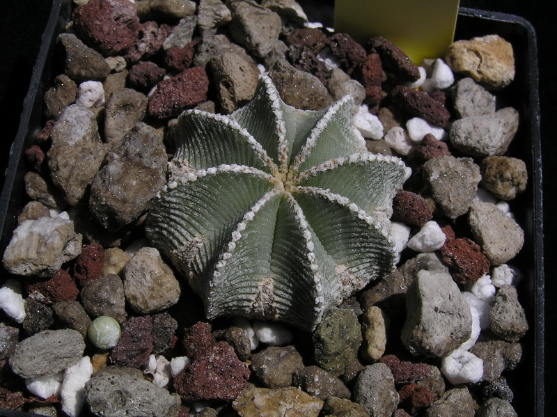 Aztekium hintonii 