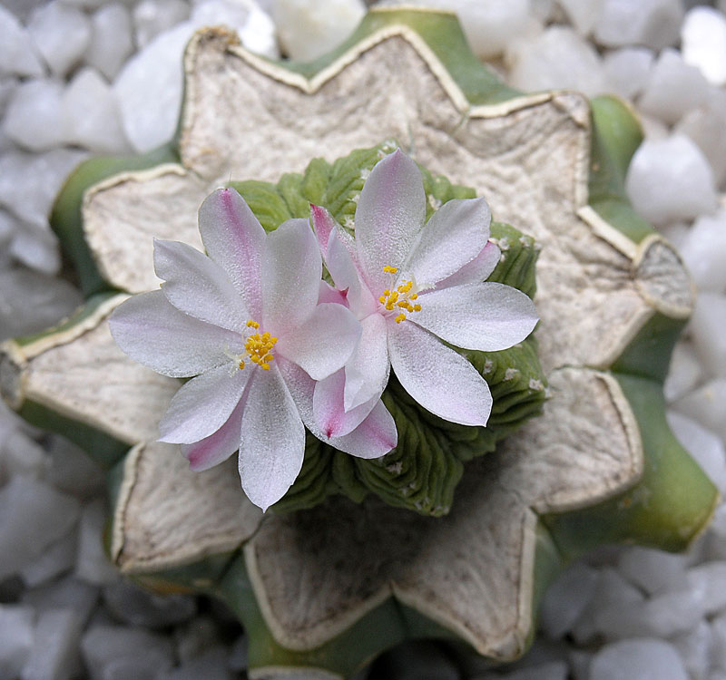 Aztekium ritteri 