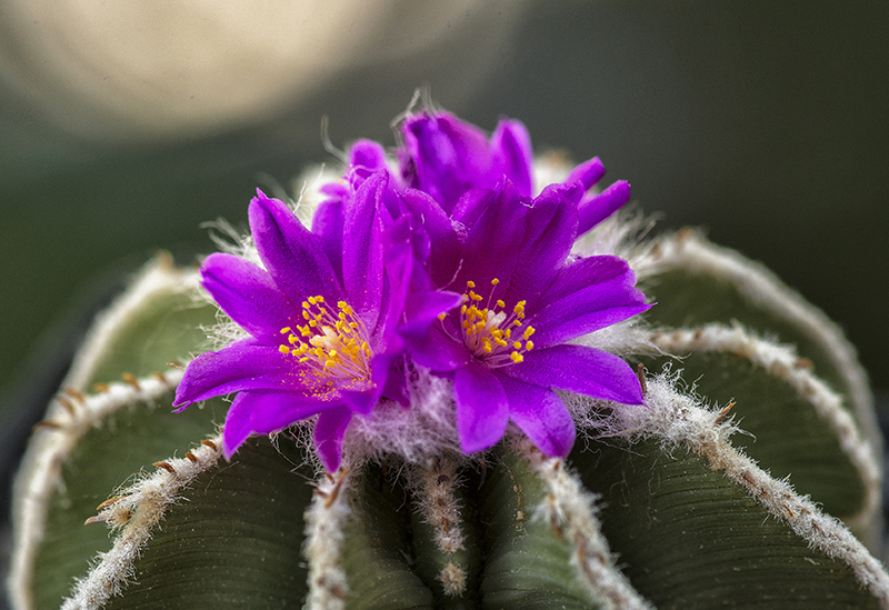 Aztekium hintonii 