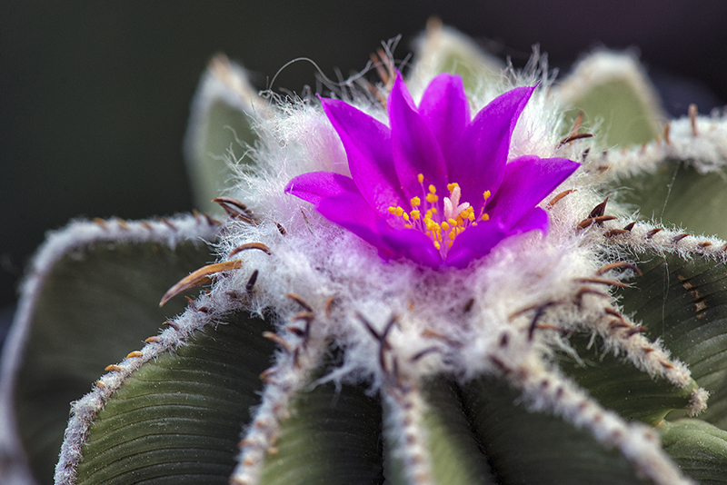 Aztekium hintonii 