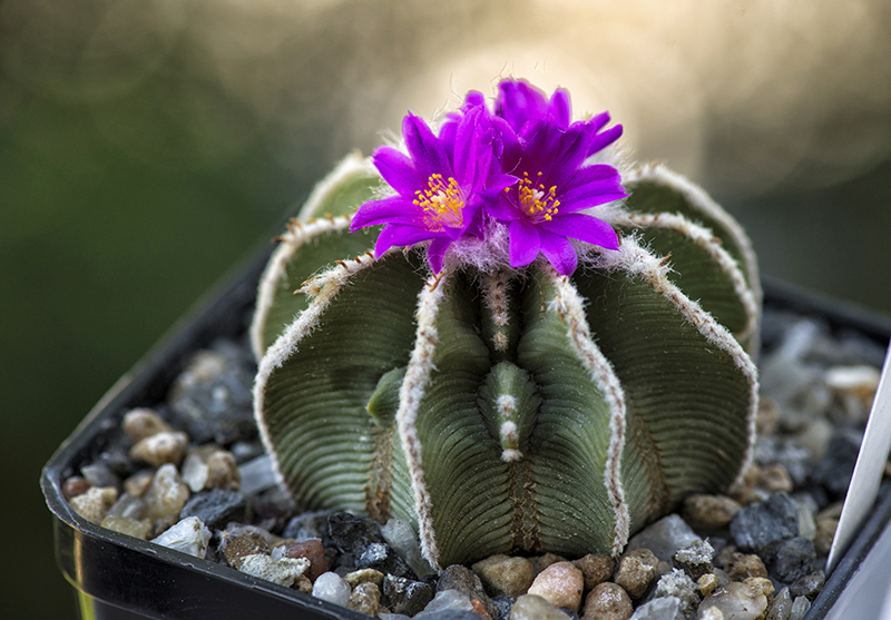 Aztekium hintonii 