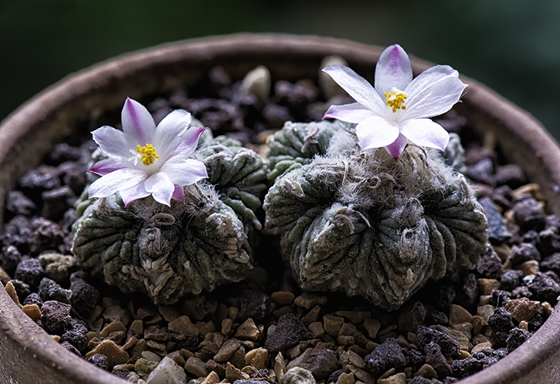 Aztekium ritteri 