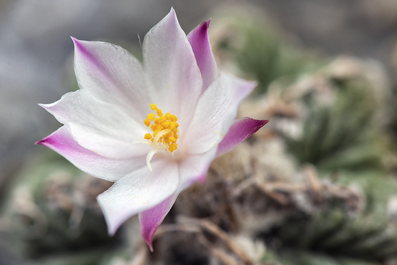 Aztekium ritteri 