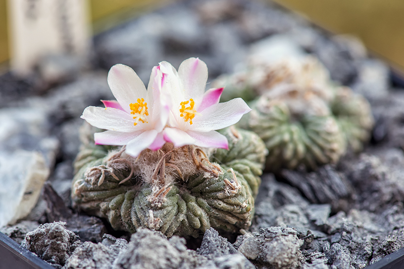 Aztekium ritteri 