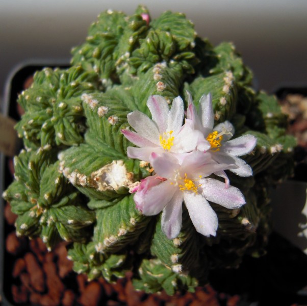 Aztekium ritteri 