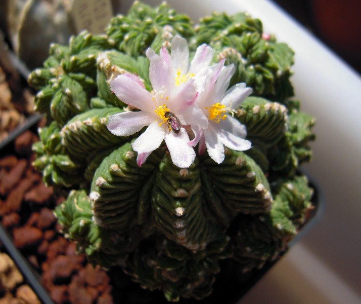 Aztekium ritteri 