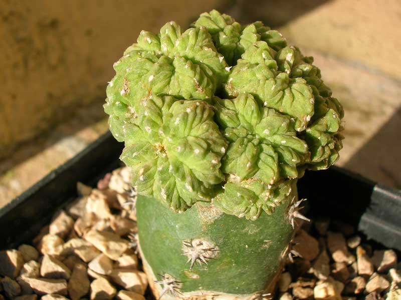 Aztekium ritteri 