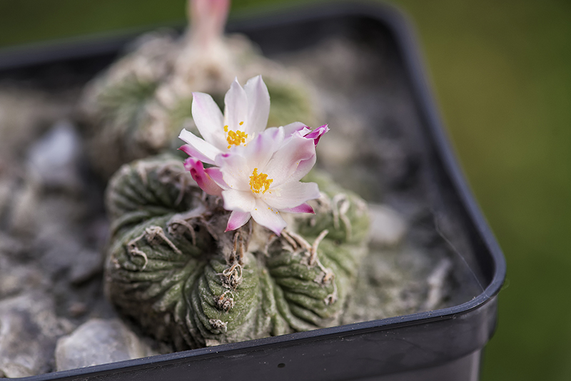 Aztekium ritteri 