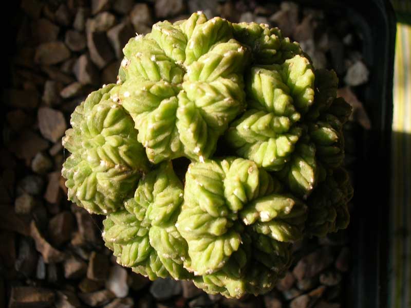 Aztekium ritteri 
