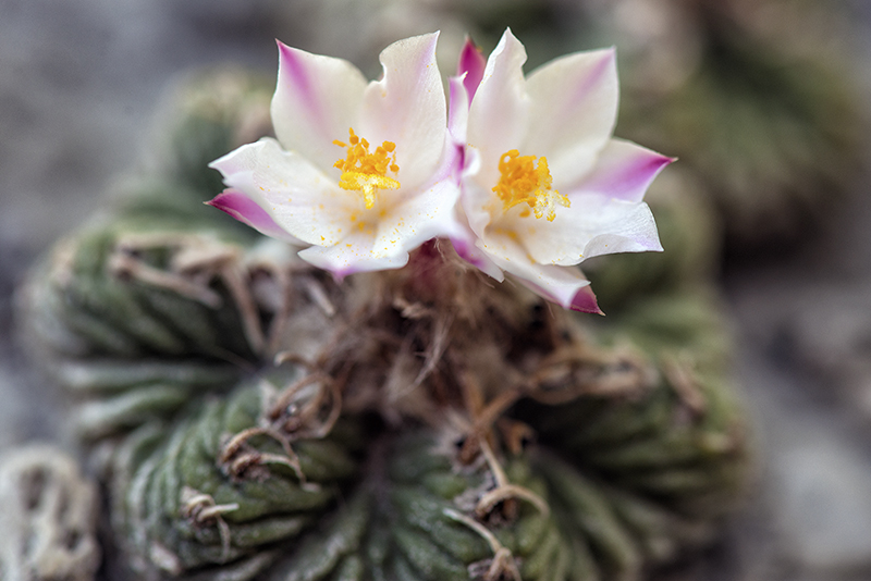 Aztekium ritteri 