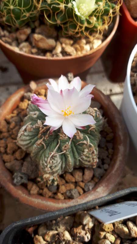 Aztekium ritteri 