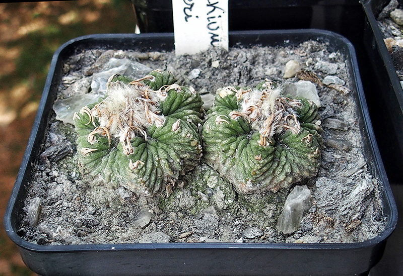 Aztekium ritteri 