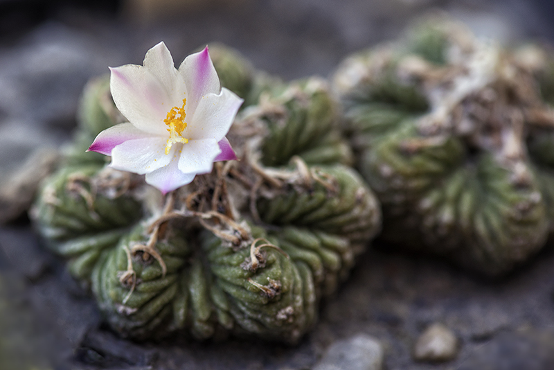 Aztekium ritteri 