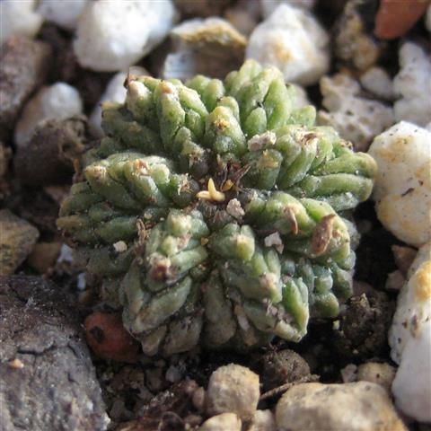 Aztekium ritteri 