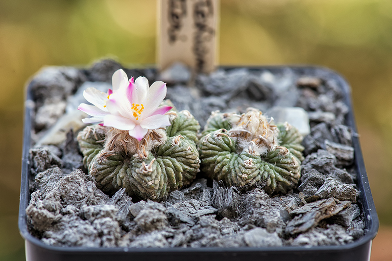 Aztekium ritteri 