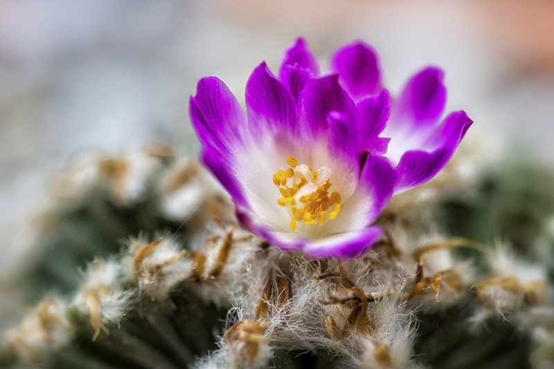 Aztekium valdezii 