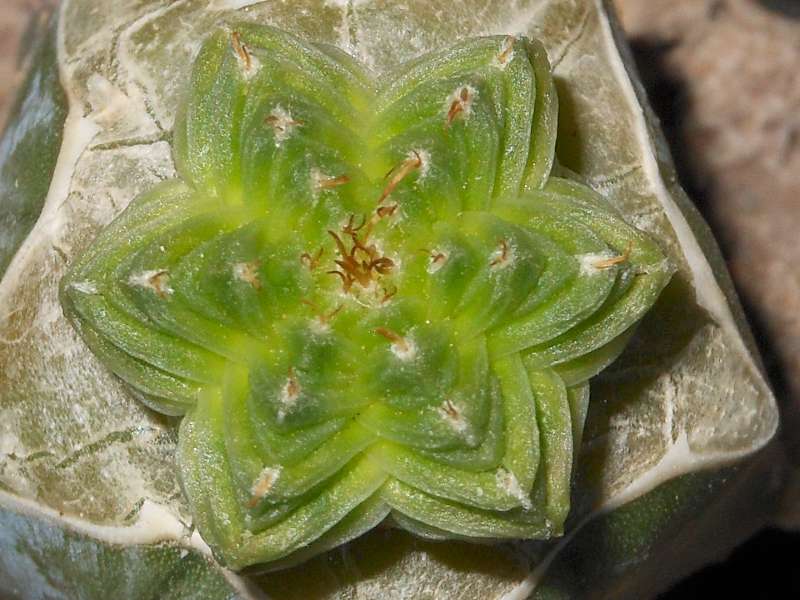 Aztekium valdezii 