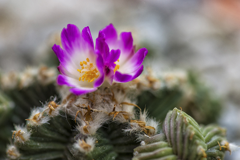 Aztekium valdezii 