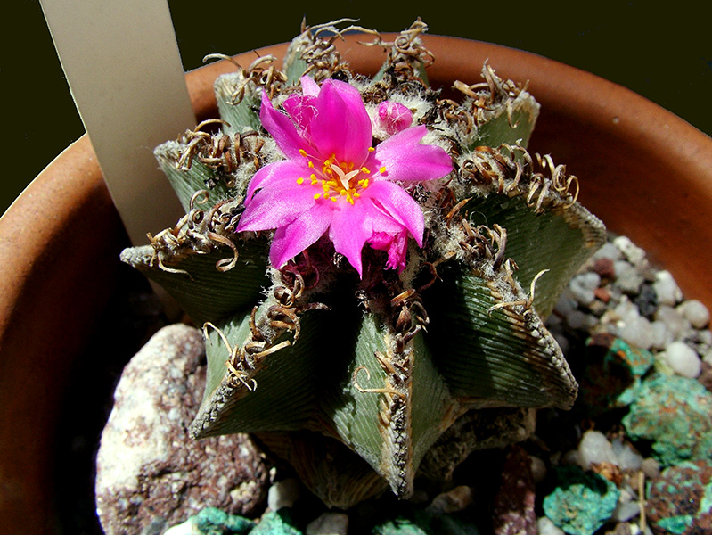 Aztekium hintonii 