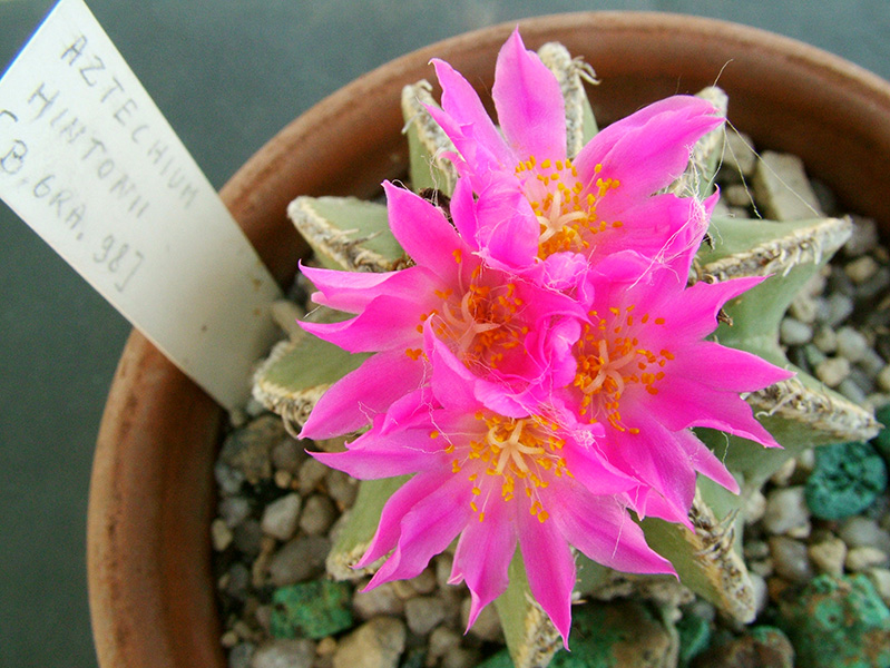 Aztekium hintonii 