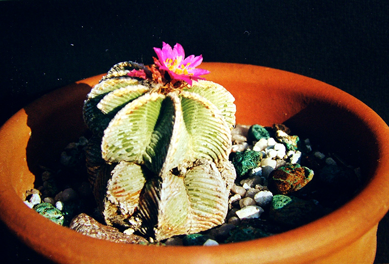 Aztekium hintonii 