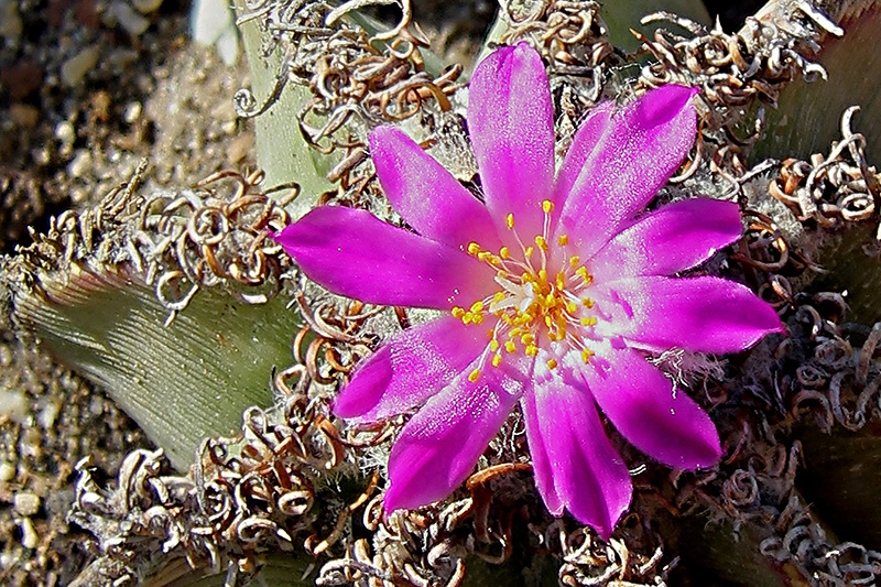 Aztekium hintonii 