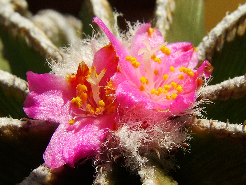 Aztekium hintonii f. prolifera 