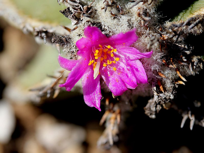 Aztekium hintonii 