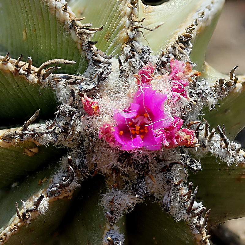 Aztekium hintonii 