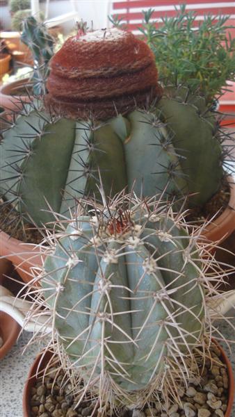 Melocactus azureus 