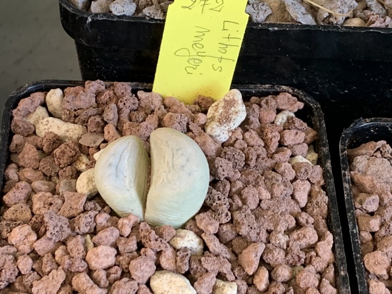 Lithops meyeri C272