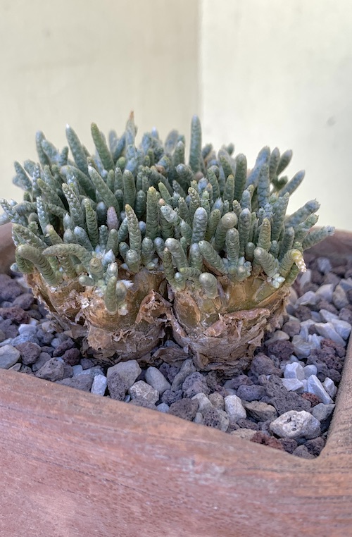 Avonia quinaria ssp. alstonii  